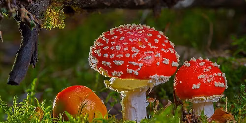 Paddenstoelen zoeken in het bos — Uitgaan in Enschede